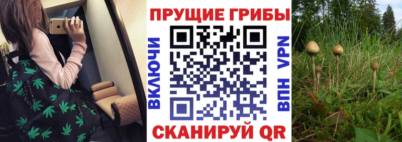 Галлюциногенные грибы Cubensis  Купить где  Минусинск 